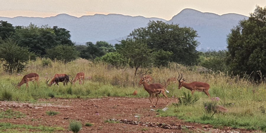 Commercial Property for Sale in La Camargue Private Country Estate North West